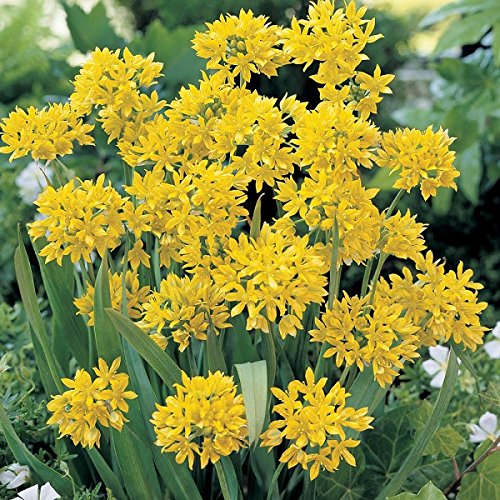 Allium Bulbs (Small) - Moly - Bag of 25