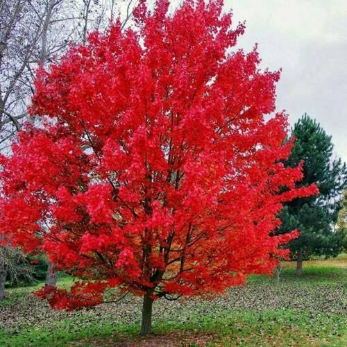 Sourwood Tree Seedlings for Planting | Live Tree Plants - Stunning Red Leaves and White Flowers - No Ship to California