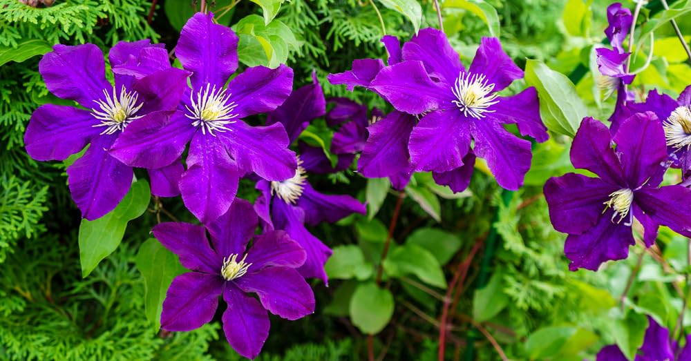 Purple Clematis Seeds for Planting (10 Seeds) - Clematis occidentalis VAR. occidentalis