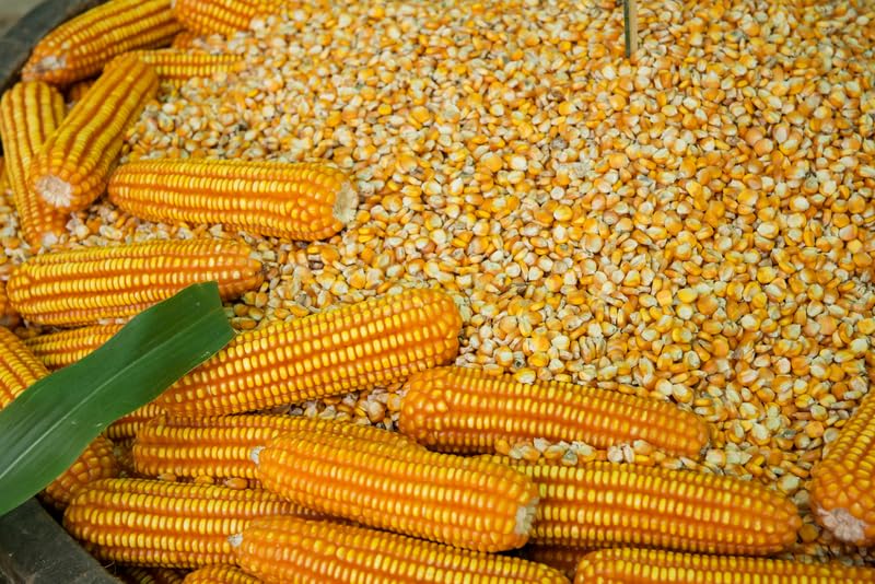 Open Pollinated Yellow Dent Corn Seeds for Planting (12 Ounces)