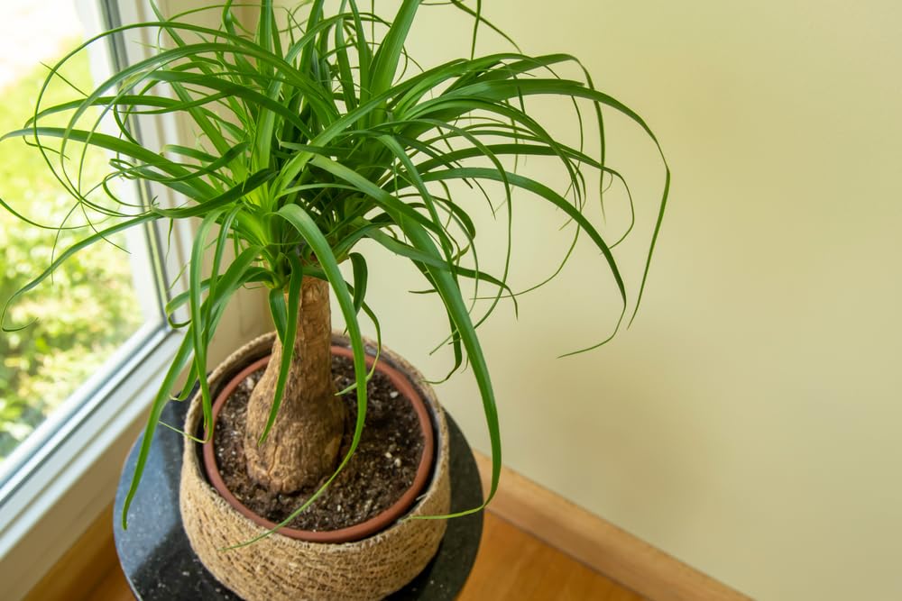 10 Ponytail Palm Seeds for Planting - Beaucarnea Recurvata - Excellent Indoor Plant
