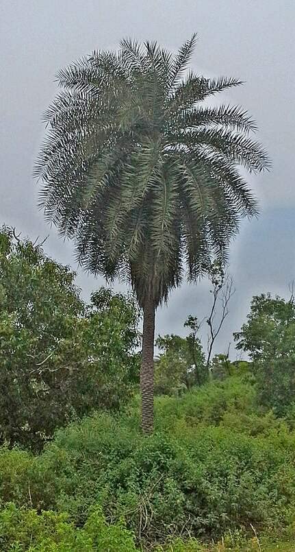 Wild Date Palm Seeds for Planting (5 Seeds)