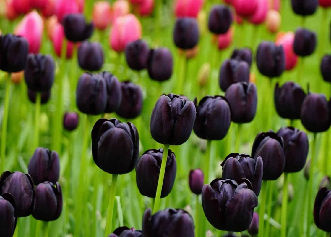 (20) Black Tulip Bulbs / Queen of The Night Tulip Bulbs for Fall Planting Bulk / Bulb Size 11/12+ cm / Perennial Flowers
