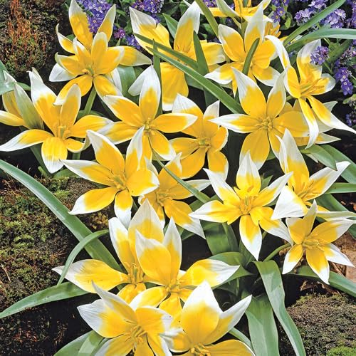 Mini Tarda Tulip Bulbs for Planting - Easy to Grow Perennial Tulips