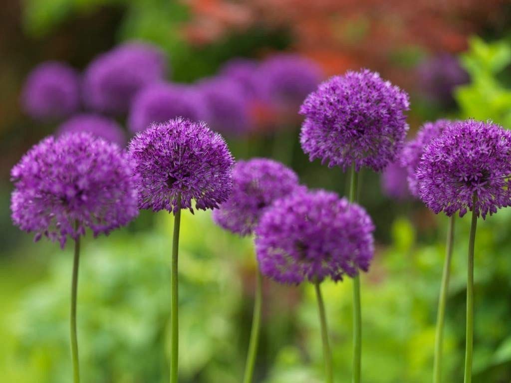 10 Dark Purple Allium Bulbs - Force Indoors Now - Blooming Onion Flowering Perennial Garden Flower