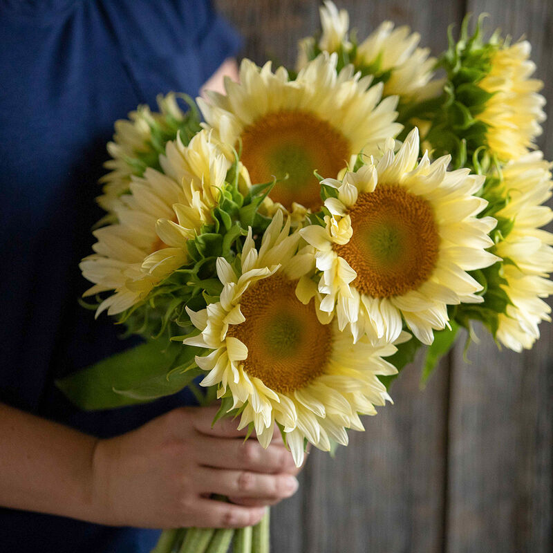 White Light Sunflower Seeds for Planting (20 Seeds) - Grow Pure White Sunflowers