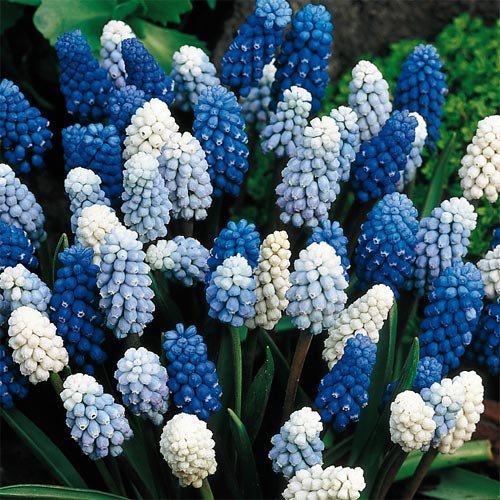 5 Delft Blue Grape Hyacinth Mix - Muscari - Exotic Spring Flowers, Sure to Turn Heads and Stop Traffic