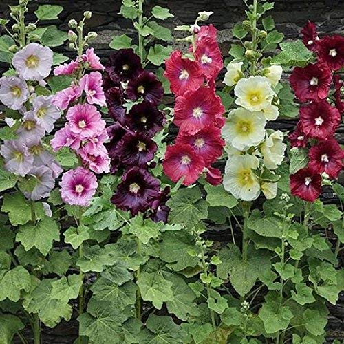 Hollyhock Seeds for Planting, Mixed Colors - 100+ Seeds - Long Blooming Period in All Zones