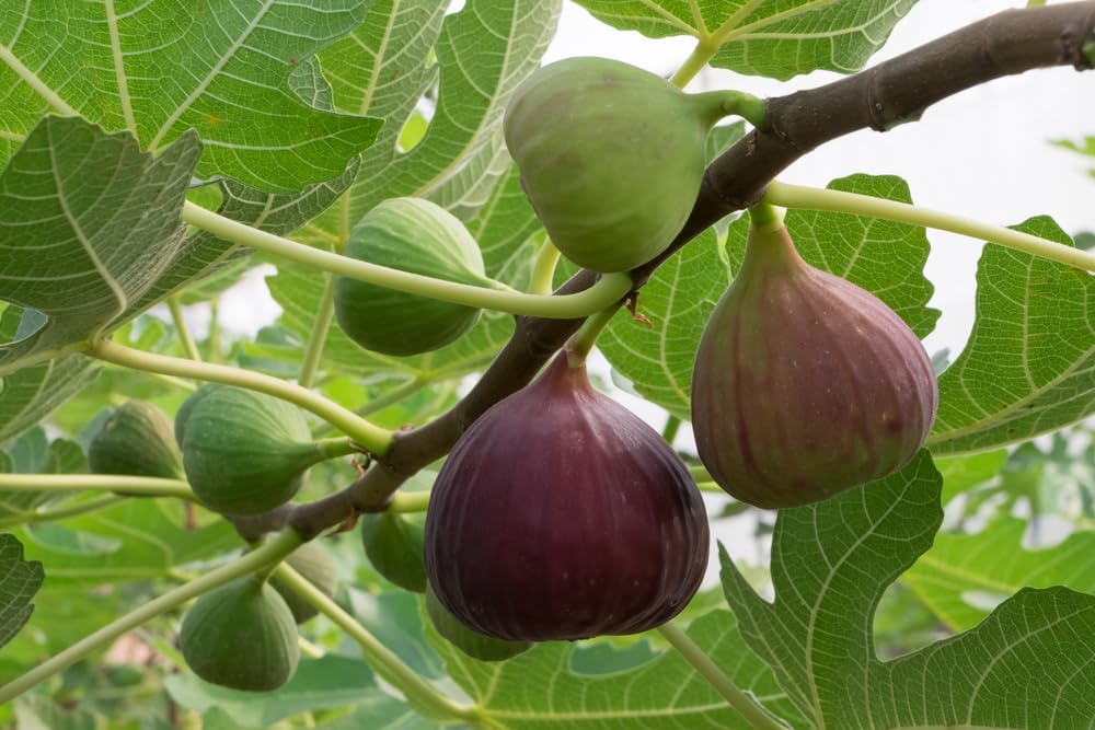 1 Chicago Cold Hardy Fig Seedling for Planting - Grow Delicious Fig Plants