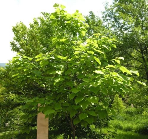 Catalpa, Catalpa Speciosa, Northern, Tree 30 Seeds, (Fast Growth, Showy Flowers)