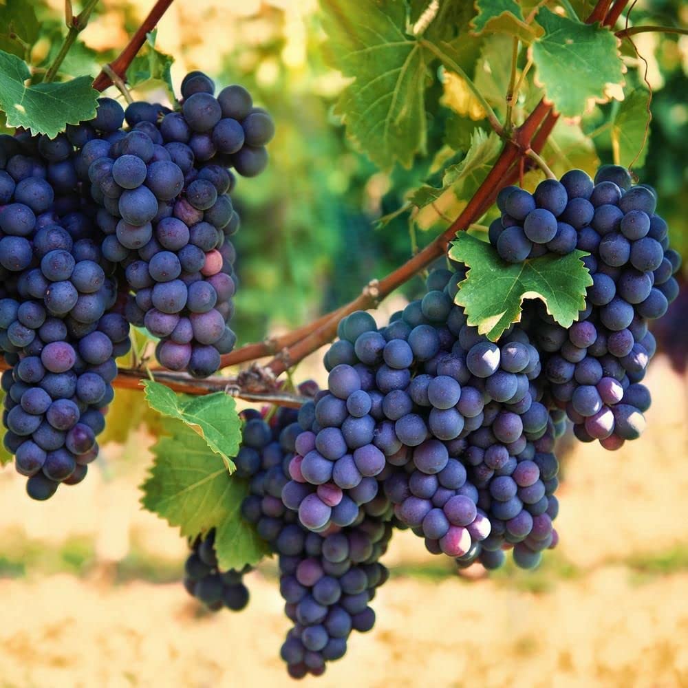 Wine Grape Vine Seeds for Planting - 100+ Seeds - Ships from Iowa, USA