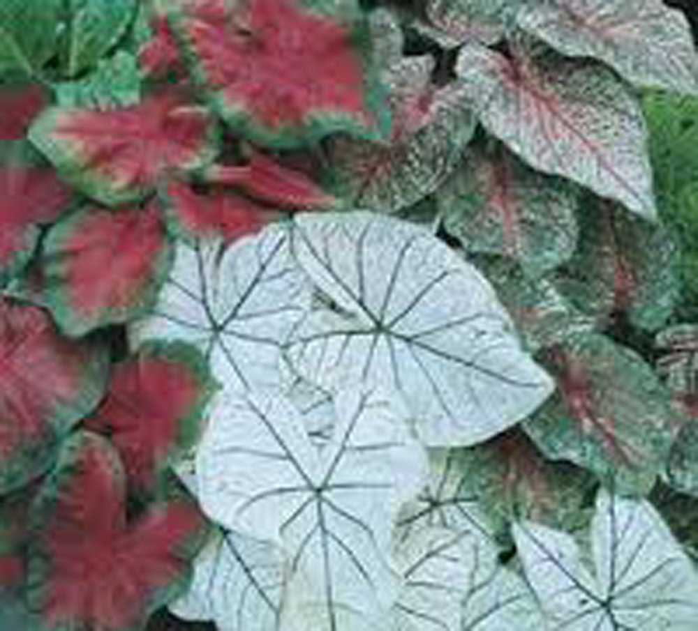 Caladium Bulbs, Fancy Mix, Pack of 10 (Ten), Easy to Grow, Colorful Mix, HOSTA, Country Creek Acres Brand