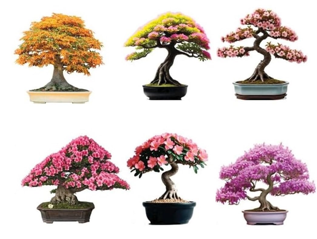 6 Types of Bonsai Tree Seeds for Planting - Pick from 3 Kits or Get Them All