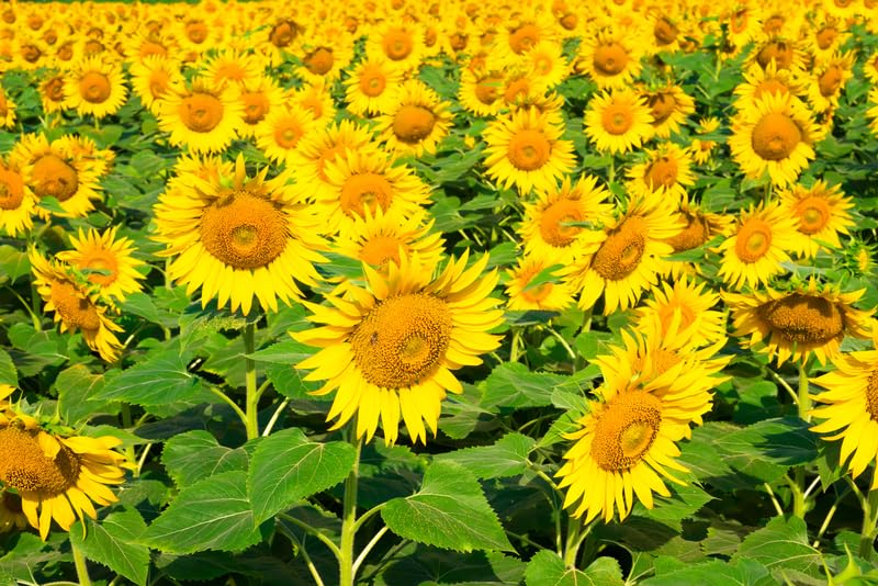 Mammoth Sunflower Seeds for Planting - Grow Giant Sunflowers (100 Seeds)
