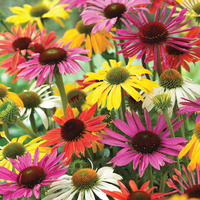 Mixed Coneflower Seeds for Planting - Easy to Grow Echinacea Flowers