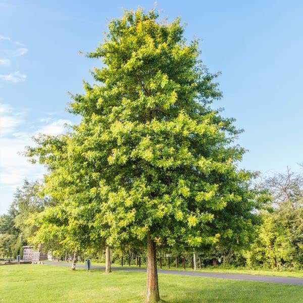 Pin Oak Trees for Planting | Live Tree Seedlings | No Ship to California