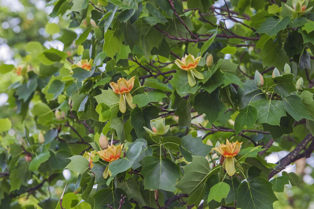 Tulip Poplar Tree Seedlings for Planting | Live Tree Seedling - No Ship to California