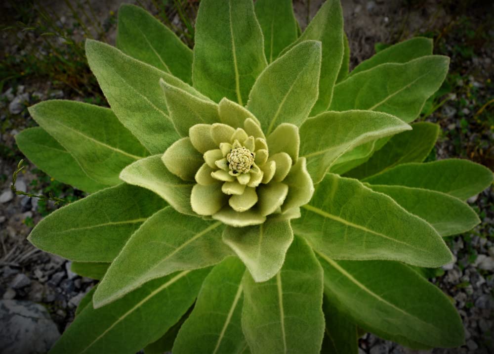 Great Mullein (Verbascum thapsus) - 50 Seeds Heirloom- Non GMO - Open Pollinated - Made in USA