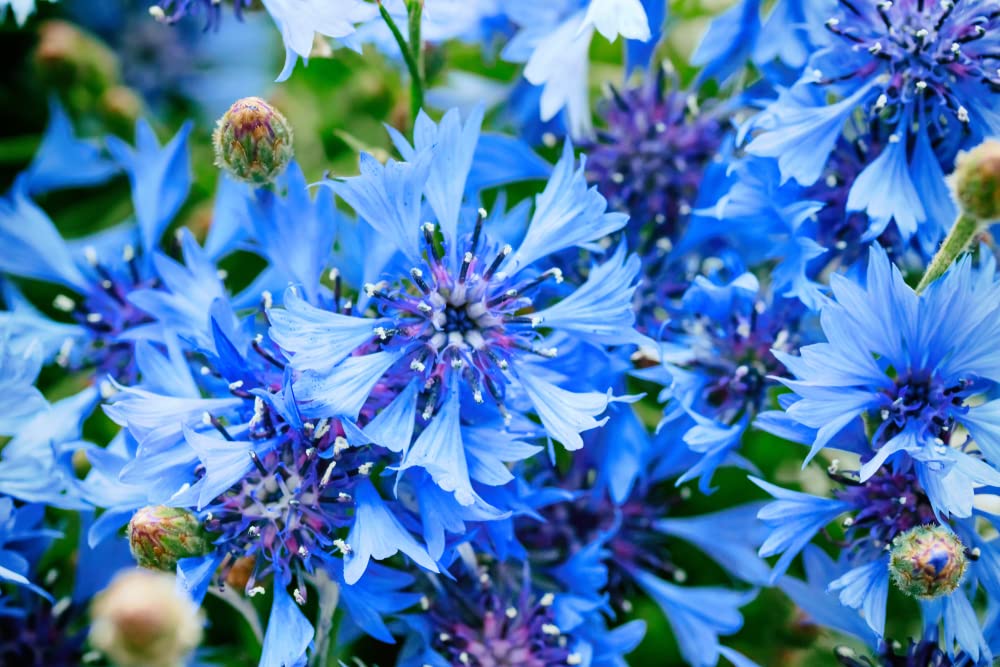 200 Blue Cornflower Seeds for Planting - Heirloom Non-GMO USA Grown Cornflower Seeds for Planting - Centaurea Cyanus Ships from Iowa, USA