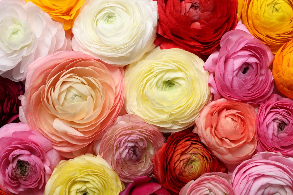 Dozen Mixed Peony Ranunculus Bulbs - Ships from Iowa, USA - 12 Large Healthy Bulbs for Planting
