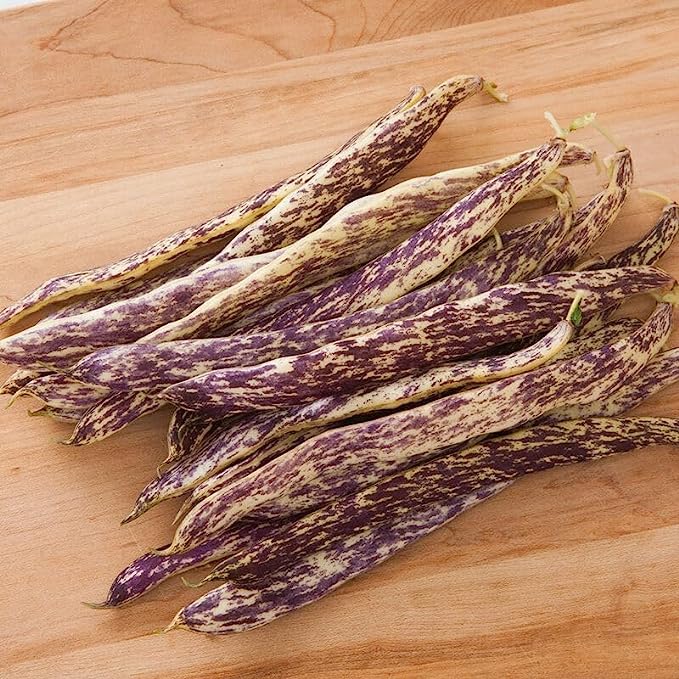 Dragon's Tounge Bean Seeds for Planting (20 Seeds)