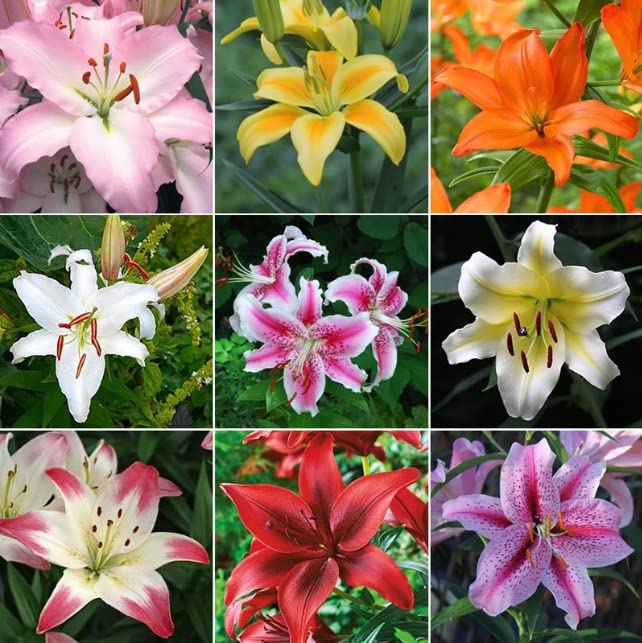 Lily Bulbs for Planting, Mixed Color - Lilium Flower Bulbs, Fresh Dug and Ready to Plant