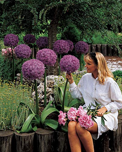 1 Allium Giganteum "Globemaster" | Vibrant Purple Bloom The Size of a Basketball - Rare Giant Garden Blooming Onion - One Large Flowering Fall Bulb for Planting, Purple