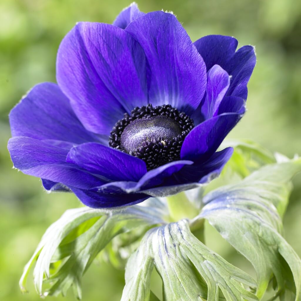 Blue Mr. Fokker Anemone Bulbs for Planting - Easy to Grow Perennial Flower Bulbs - Colorful Spring Flowers
