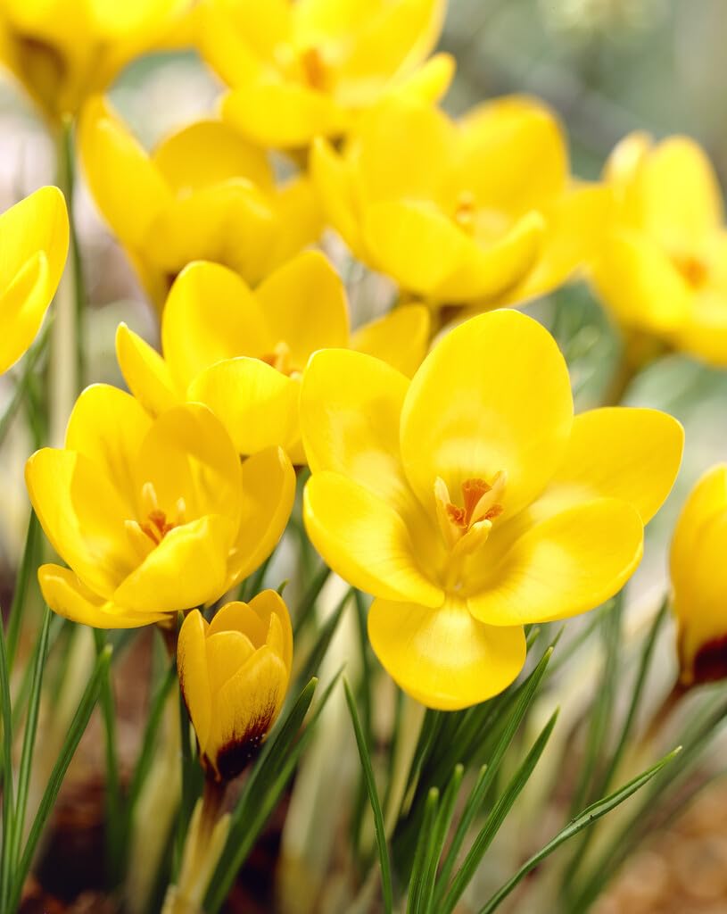 Yellow Crocus Bulbs for Planting - Beautiful Yellow Spring Blooms Usher in The Prosperous Season to Come