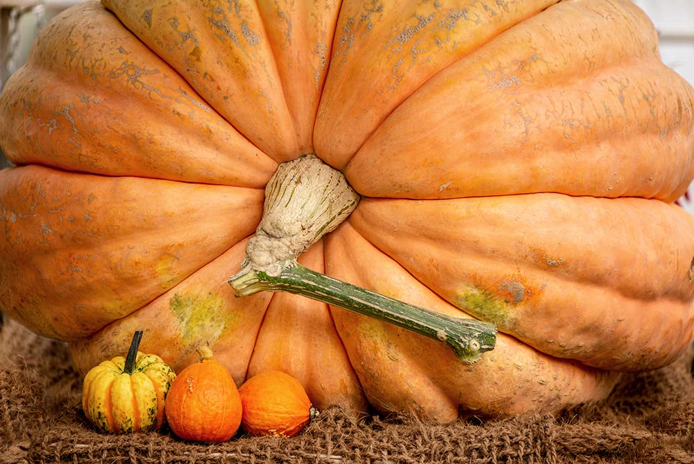 World Record Pumkin Seeds to Plant | 10 Seeds | Grow Atlantic Giant Pumpkins