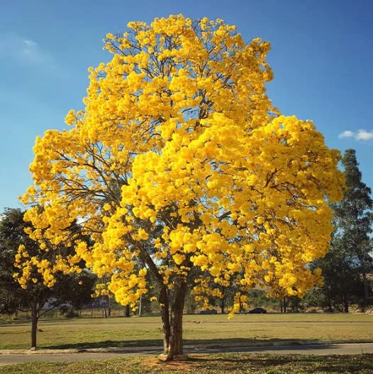 Golden Trumpet Tree Seeds for Planting (50 Seeds) - Handroanthus chrysanthus