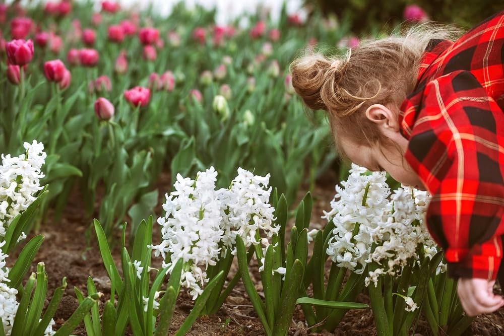 White City Hyacinthoides Bulbs for Planting - Hyacinthoides Hispanica White - Easy to Grow Perennial Flowers for Garden or Container Growing