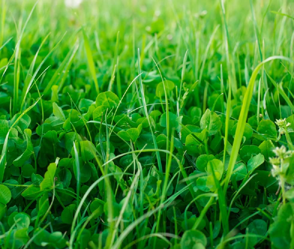 No-Till Garden Farm and Garden Cover Crop Mix Seeds - Blend of Gardening Cover Crop Seeds: Hairy Vetch, Daikon Radish, Forage Collards, Triticale, More