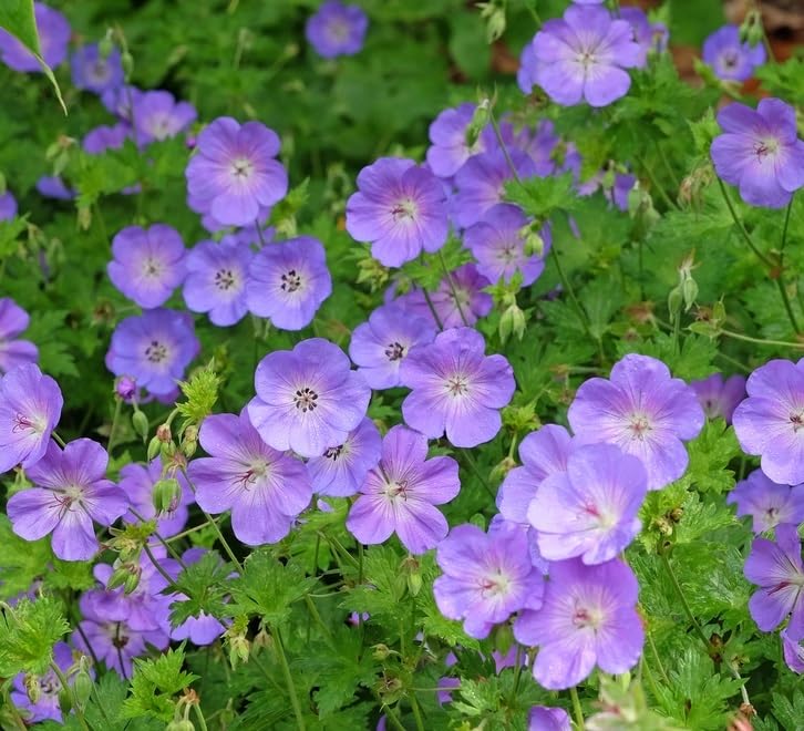 Wild Geranium Plant, Purple Blooms, Easy to Grow