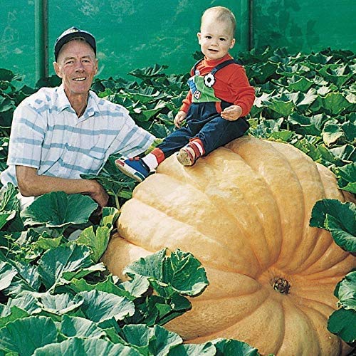 World Record Pumpkins | 10 Seeds | Grow Atlantic Giant Pumpkins