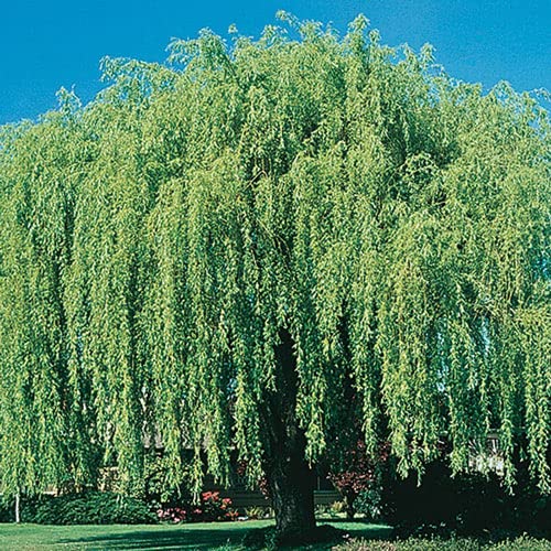 Kris's Combo - 2 Weeping Willow Trees and 2 Aussie Willow Trees - Easy to Grow for Landscaping, Shade or Privacy - Made in USA