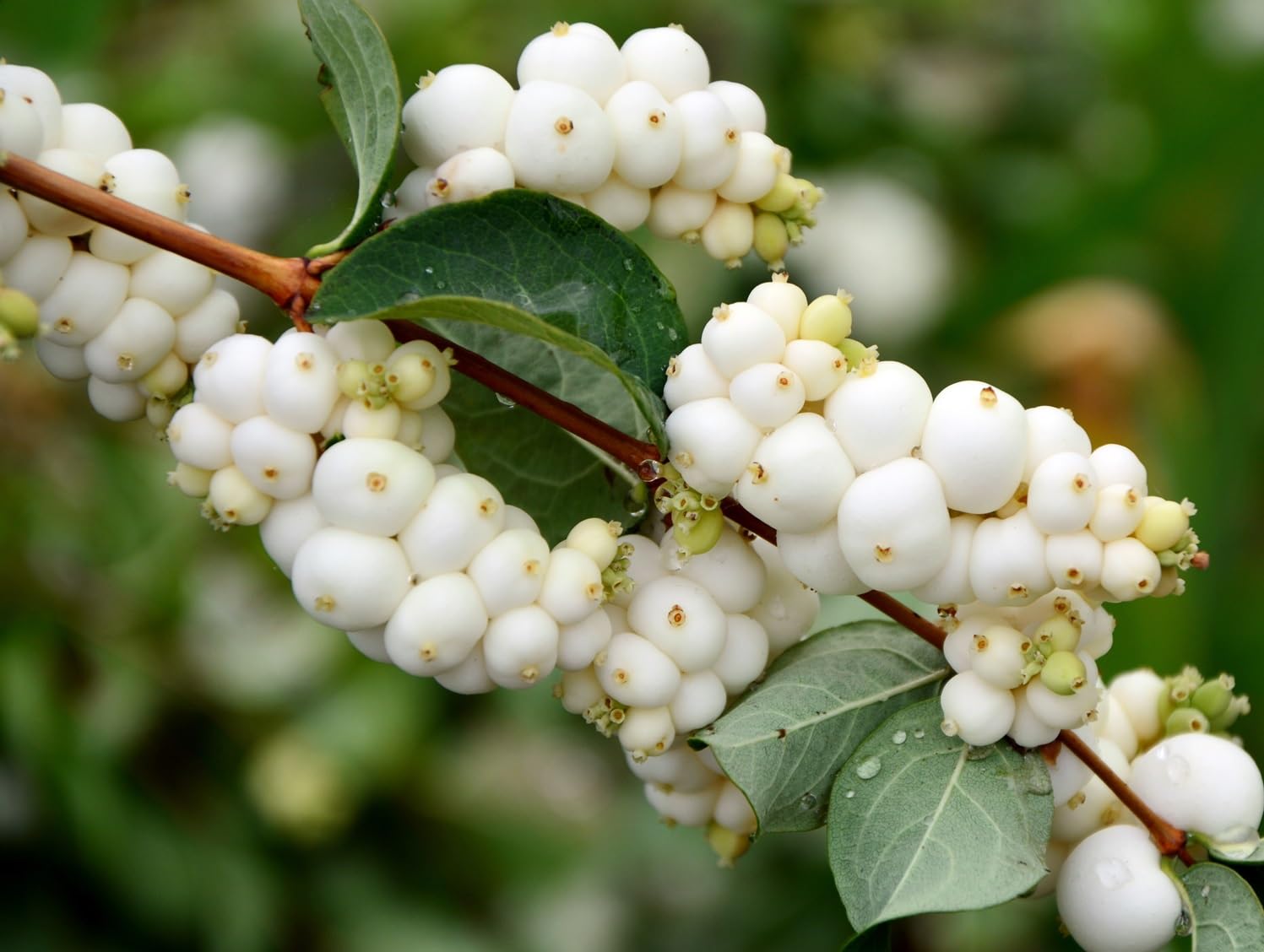Snowberry Bush Seedlings for Planting - Symphoricarpos Albus (1 Seedling)