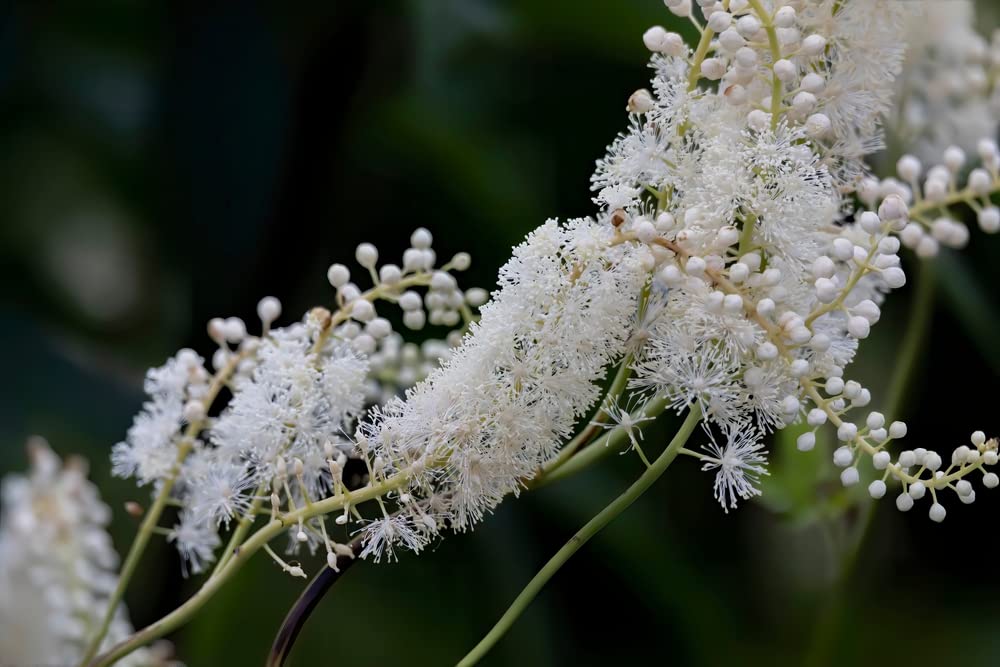 Black Snakeroot Seeds for Planting (15 Seeds) - Rare Plant - Cimicifuga racemosa