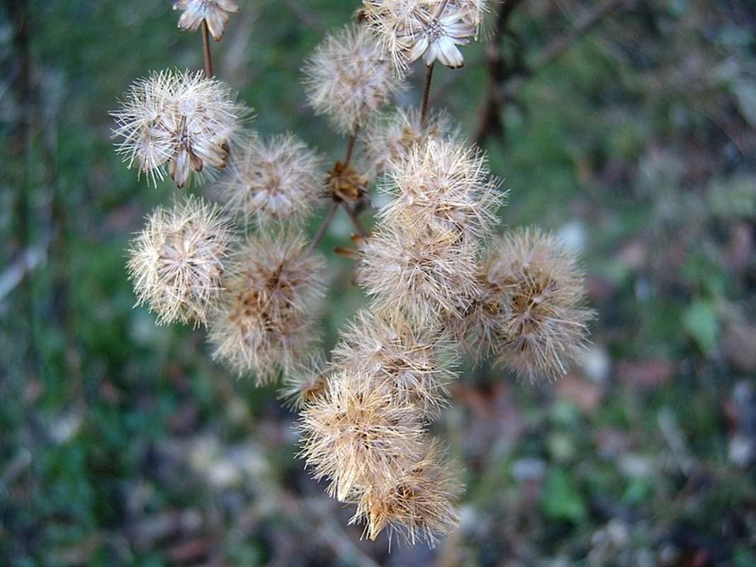 Ironweed Seeds for Planting (100 Seeds) Vernonia gigantea