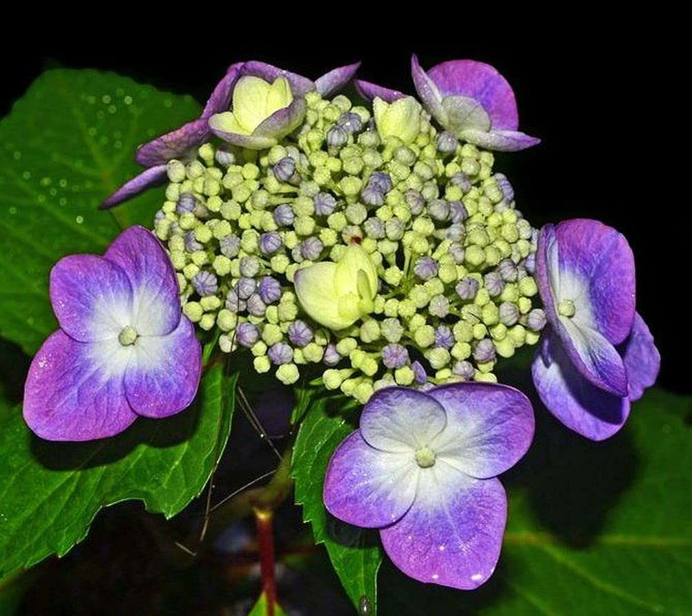 Hydrangea Mix 10+ Seeds Flowers Easy to Grow Planting for Outdoor Indoor