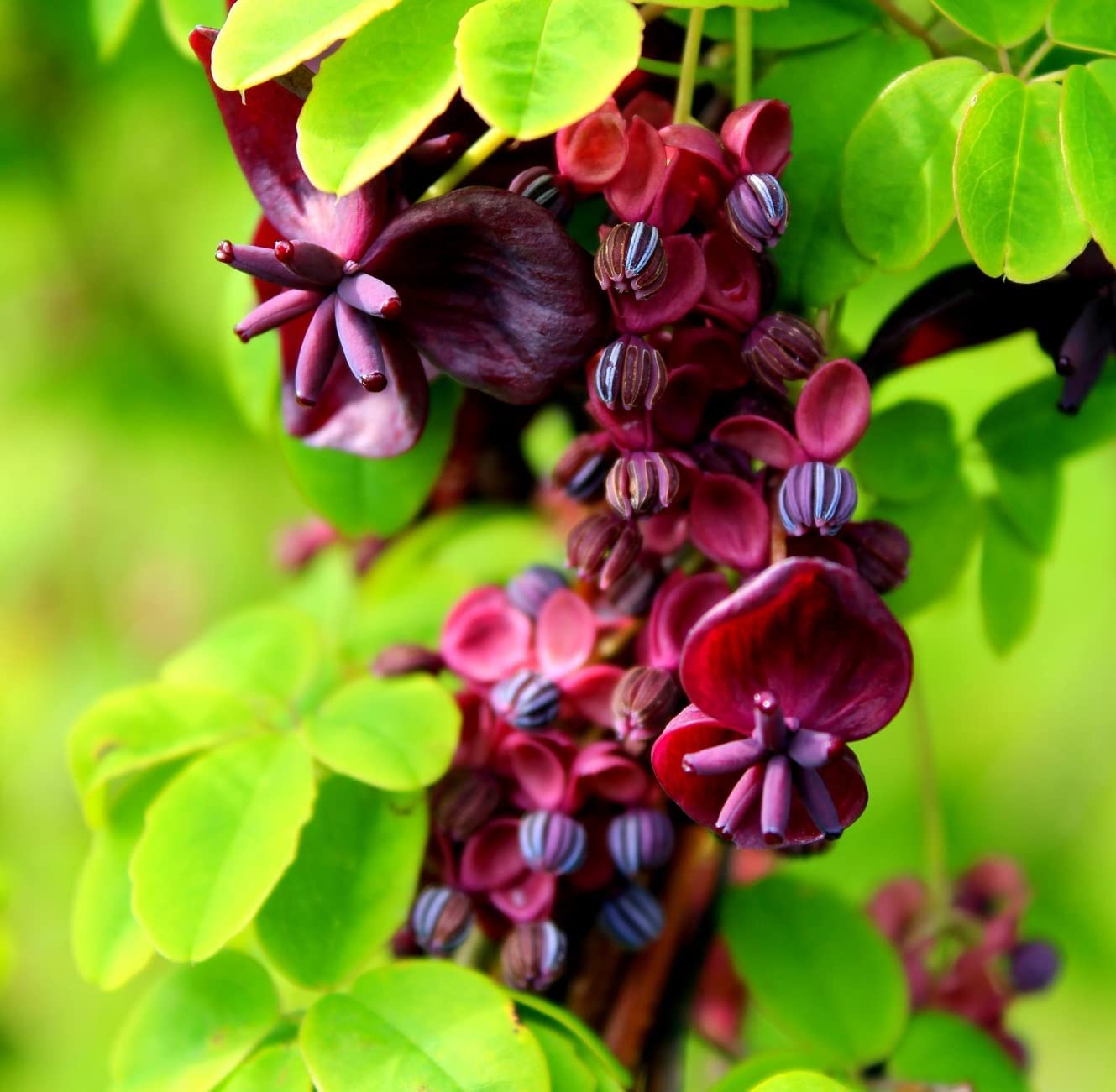 Vine Seeds for Planting - Grow Amazing Vines for Landscaping, Wall or Fence Vines