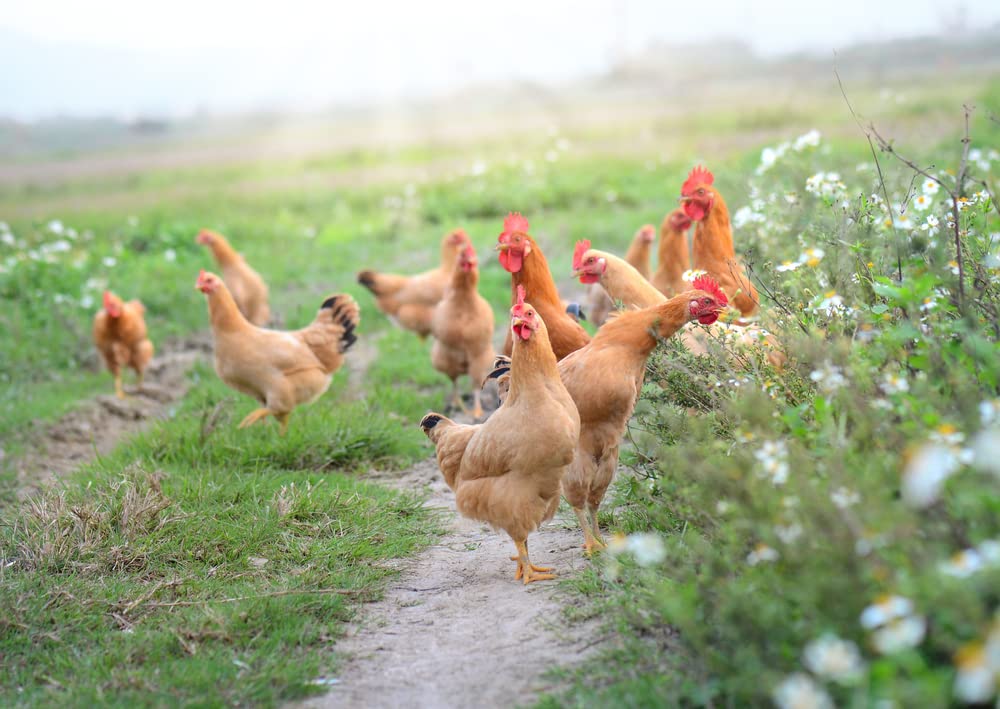 Chicken Forage Seed Mix - Better Eggs and Meat, Annual Ryegrass, Perennial Ryegrass, Buckwheat, Flax, Millet, Forage Peas, Red Clover, Alfalfa, Sunflowers (2 Pounds)
