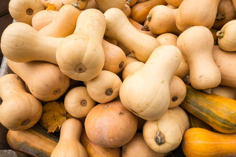 Winter Squash Seeds - 10 Seeds - Tasty Butternut Squash
