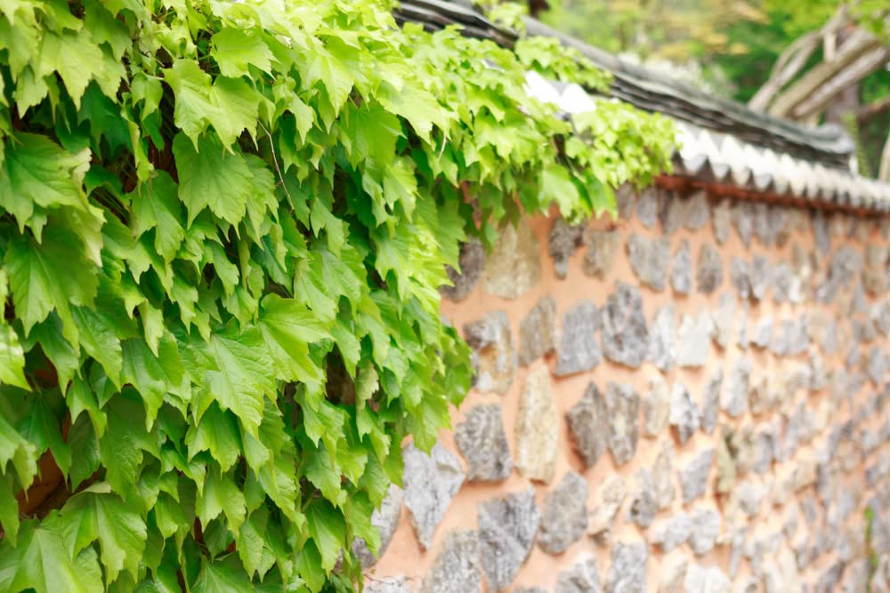 50 Climbing Ivy Seeds for Planting - Easy to Grow Boston Ivy Vine - Ships from Iowa, USA