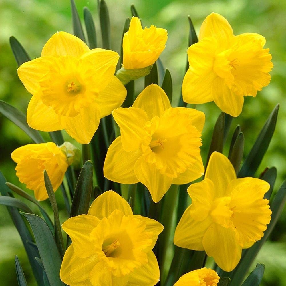 25 Yellow Daffodil Bulbs - Narcissus Large Giant Bulbs - Ships from Iowa, USA