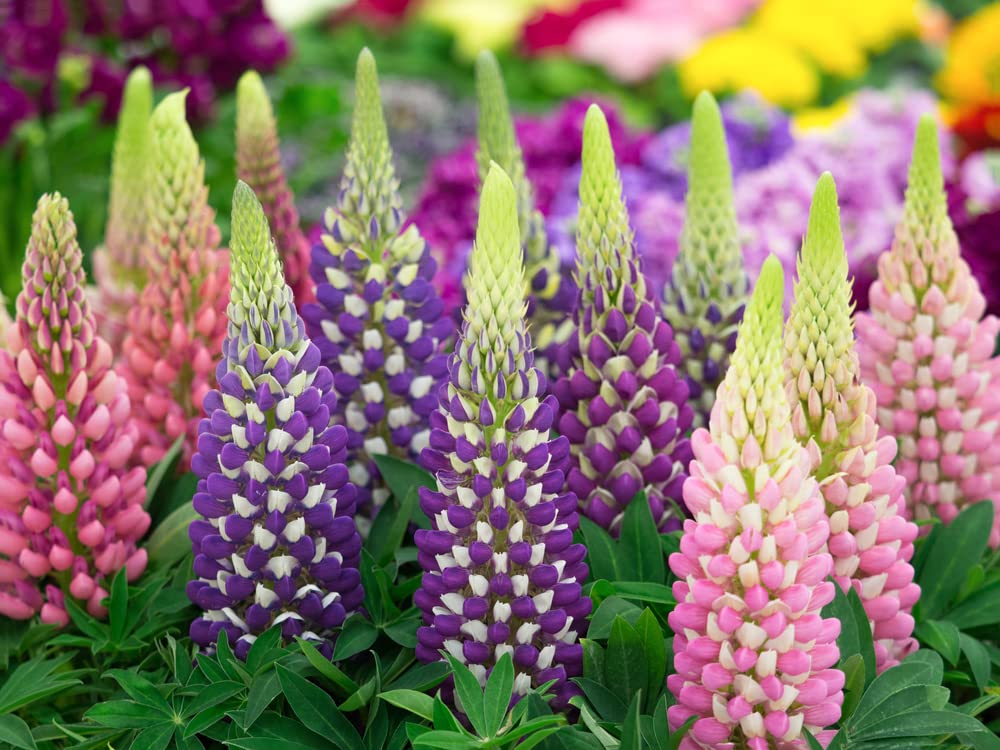 25 Russell Lupine Mixed Seeds - Colorful Perennial Wildflowers