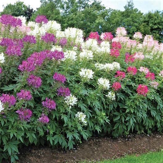 100 Spider Plant Seeds for Planting - Exotic Mixed Color Cleome Flowers - Great for Hummingbirds