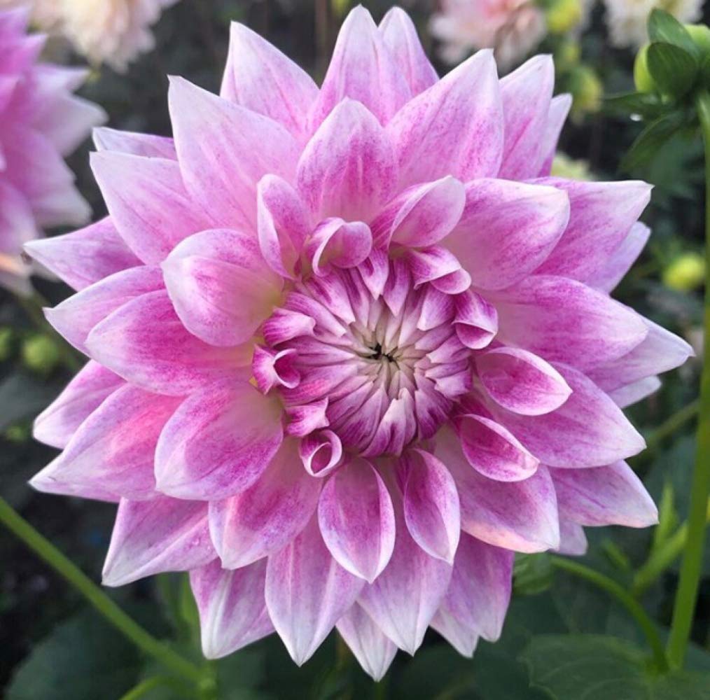 Rare Mix Colors Dahlia Seeds 100 PCS