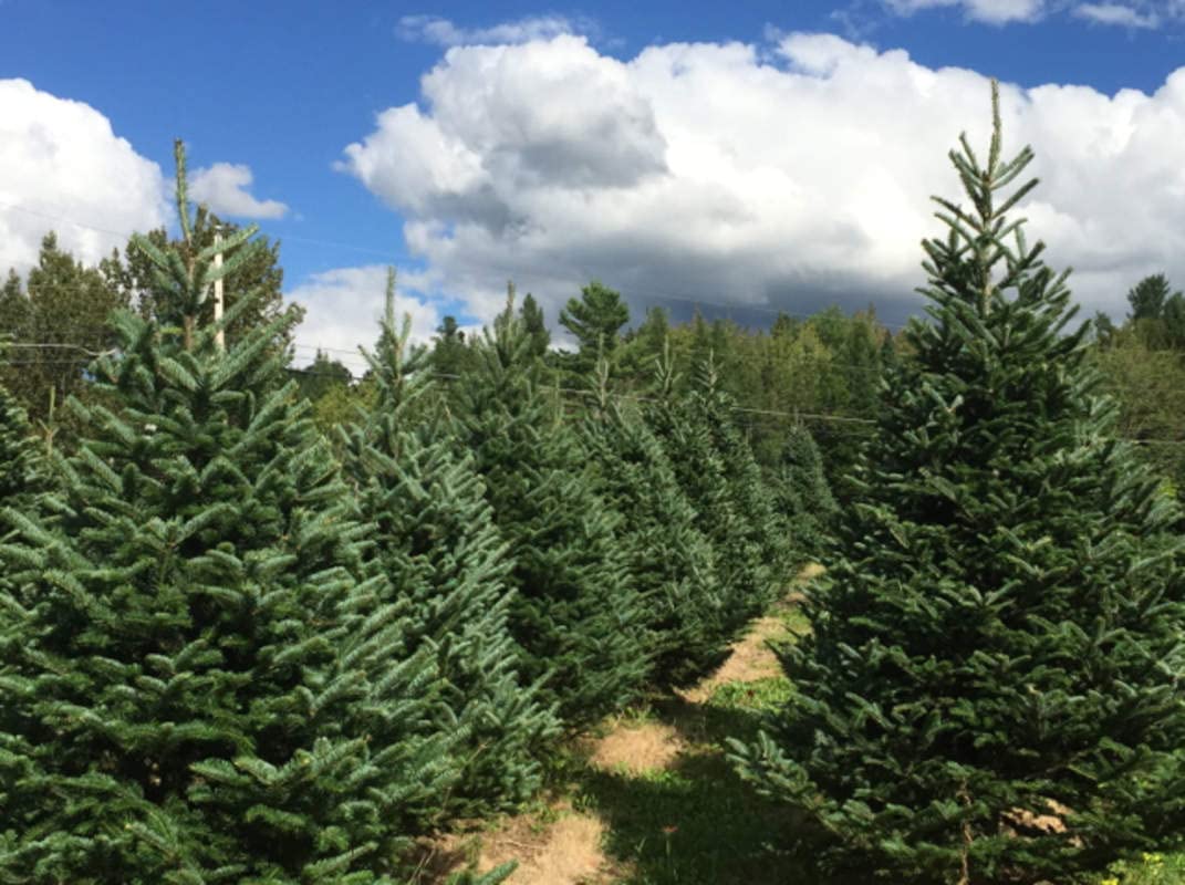 50 Balsam Fir Tree Seeds (Abies balsamea)