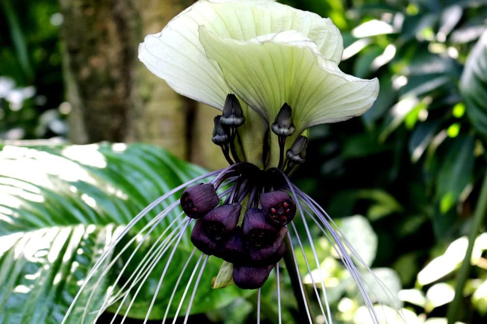 White Bat Flower Seeds - 5 Seeds for Planting - Tacca chantrieri